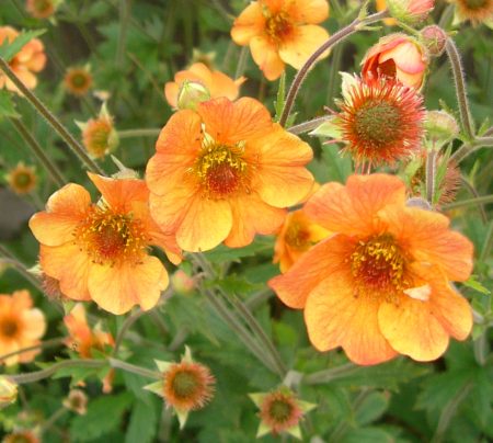 Geum Totally Tangerine – 3 Litre Pot – Cade Street Nursery