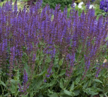 Salvia Blue by You – 3 Litre Pot – Cade Street Nursery